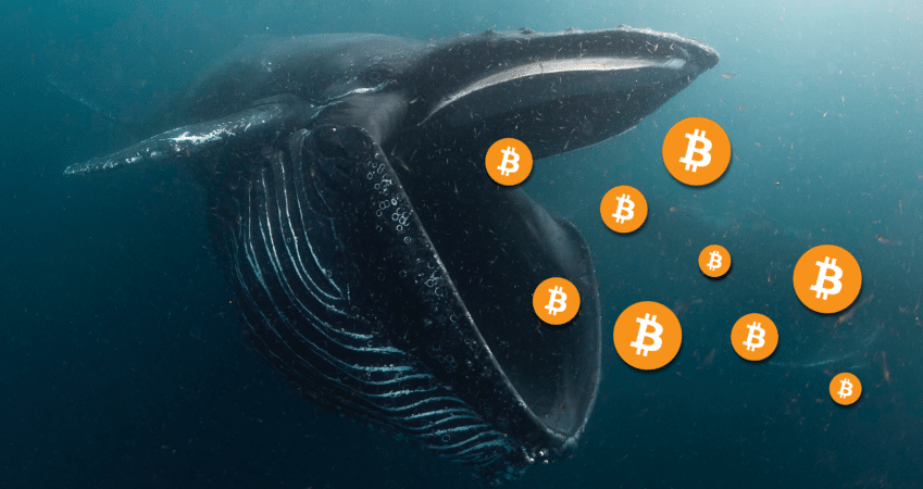 Balenele continuă să acumuleze Bitcoin, deoarece elementele fundamentale favorizează Bitcoin